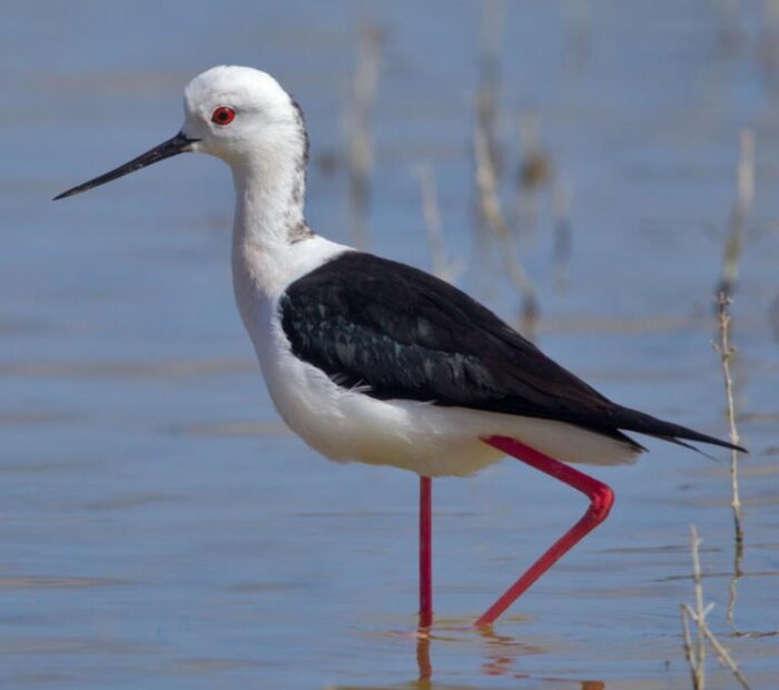 Salina Calcara di Trapani - Fauna - Cavaliere d'Italia