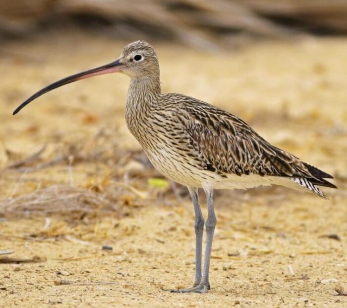 Salina Calcara di Trapani - Fauna - Chiurlo