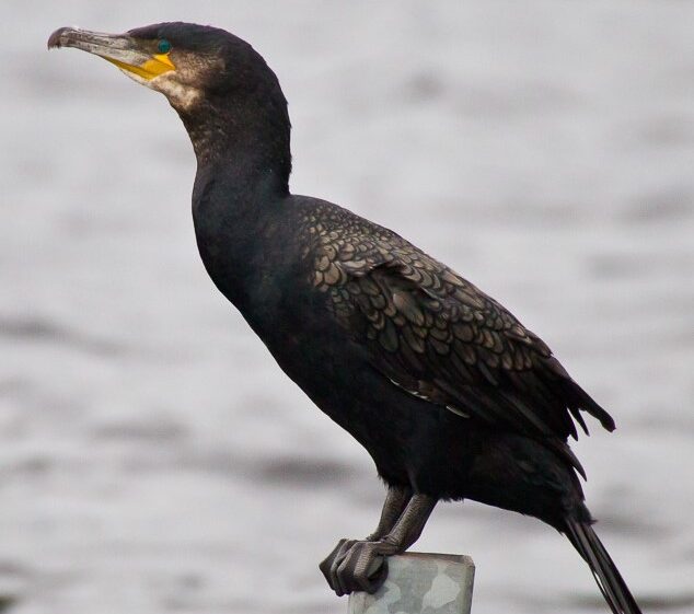 Salina Calcara di Trapani - Fauna - Cormorano