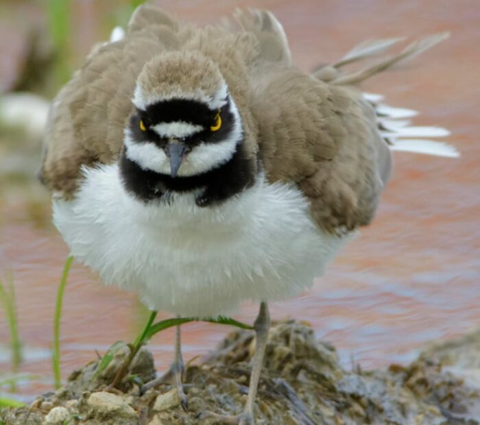 Salina Calcara di Trapani - Fauna - Corriere piccolo