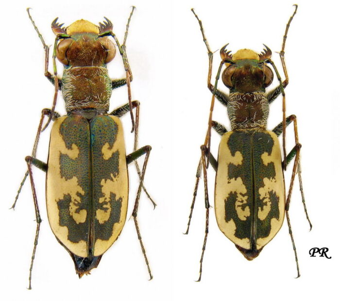 Salina Calcara di Trapani - Fauna - Cicindela circumdata