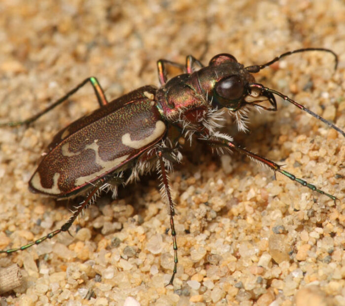 Salina Calcara di Trapani - Fauna - Cicindela litorea