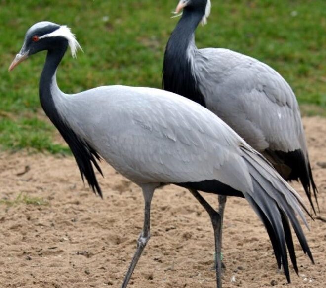 Salina Calcara di Trapani - Fauna - Damigella di Numidia