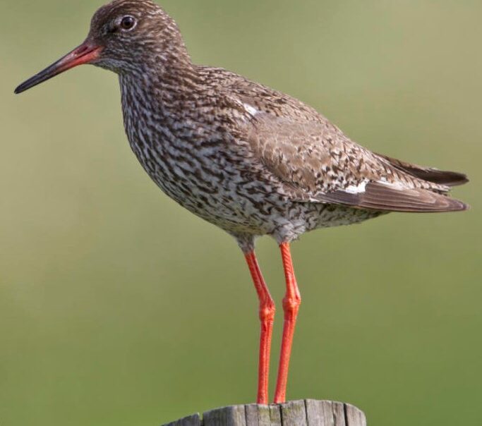 Salina Calcara di Trapani - Fauna - Pettegola