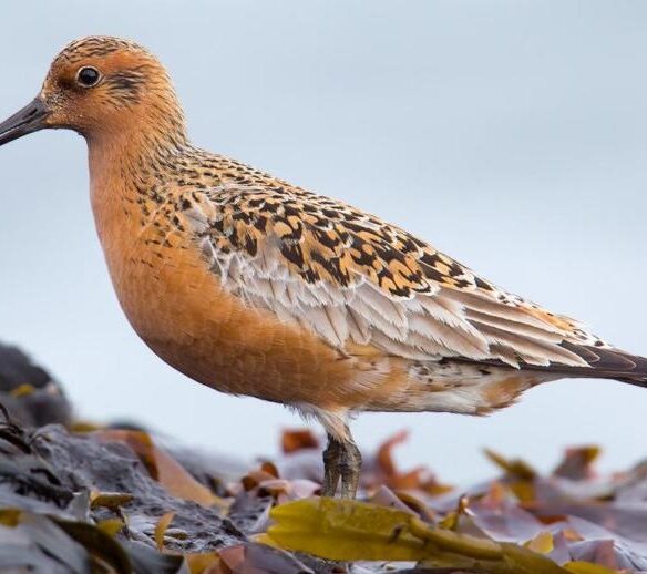 Salina Calcara di Trapani - Fauna - Piovanello Maggiore