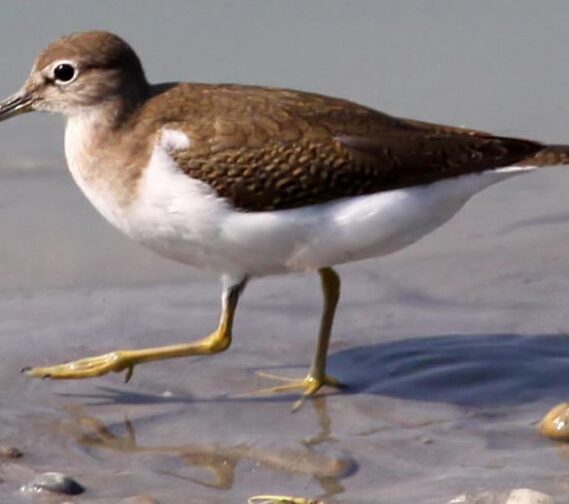 Salina Calcara di Trapani - Fauna - Piro Piro piccolo