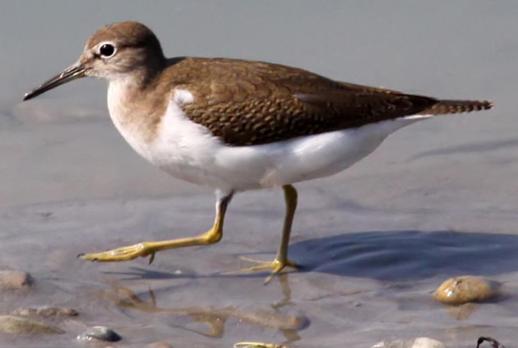 Fauna delle Saline di Trapani