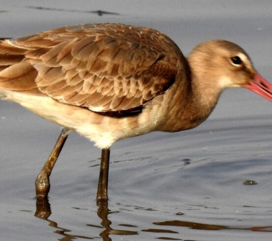 Salina Calcara di Trapani - Fauna - Pittima reale