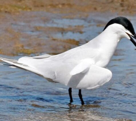 Salina Calcara di Trapani - Fauna - Sterna zampenere