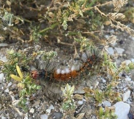 Salina Calcara di Trapani - Fauna - Baco da seta spaiato