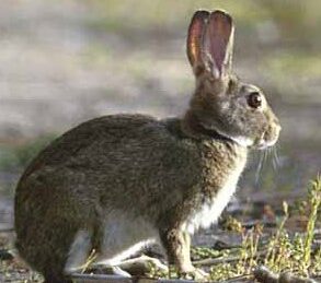 Salina Calcara di Trapani - Fauna - Coniglio selvatico