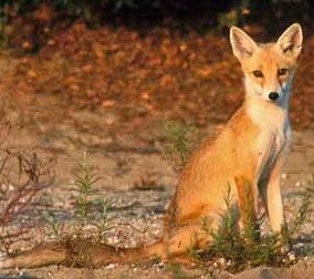 Salina Calcara di Trapani - Fauna - Volpe rossa